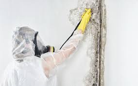 Why You Should Choose Our Mold Remediation Services in Reedurban, OH